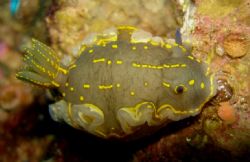 Nudibranch blowing bubbles in Menorca Spain. Shot with th... by Steven Withofs 